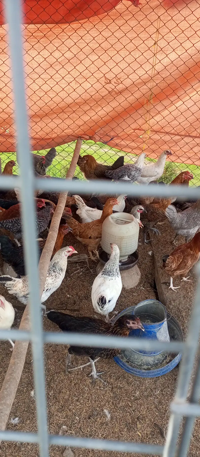 Desi Hen/ Golden Misri — photo 2