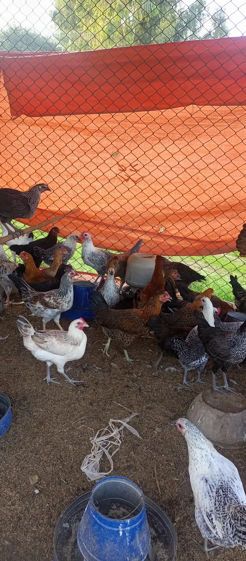 Desi Hen/ Golden Misri — photo 3