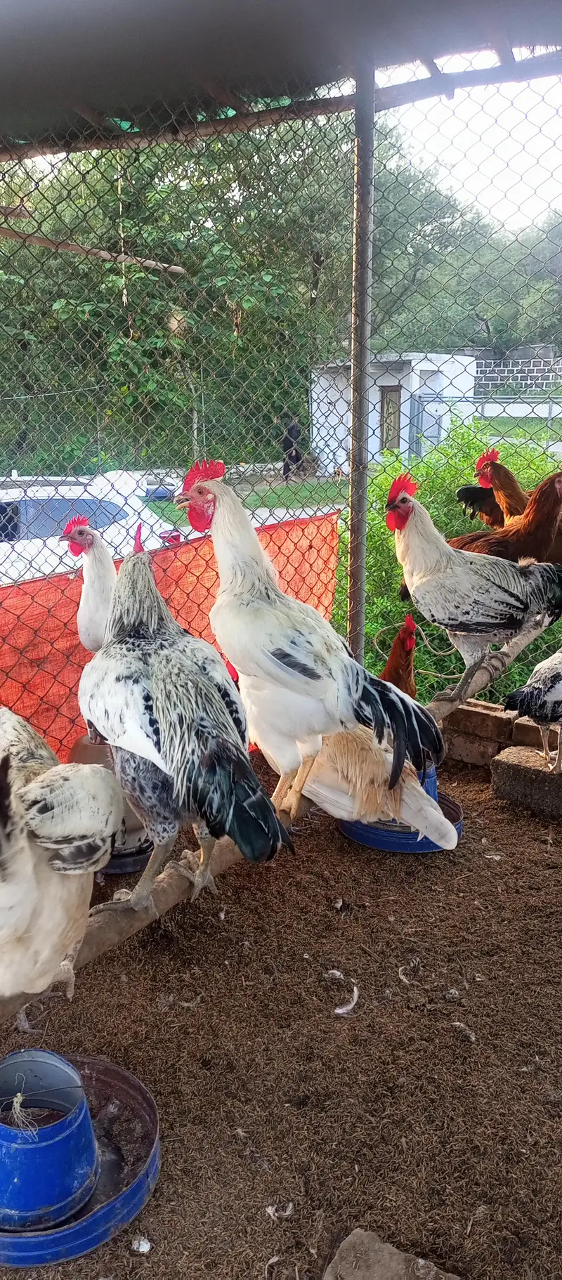 Desi Hen/ Golden Misri — photo 4