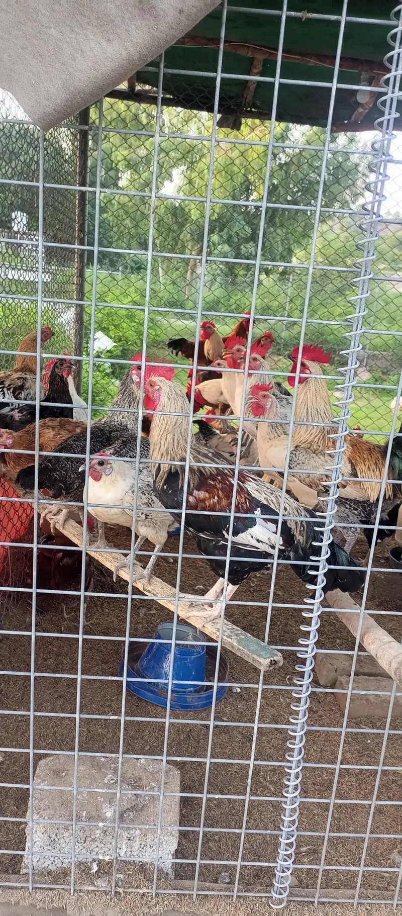 Desi Hen/ Golden Misri — photo 5
