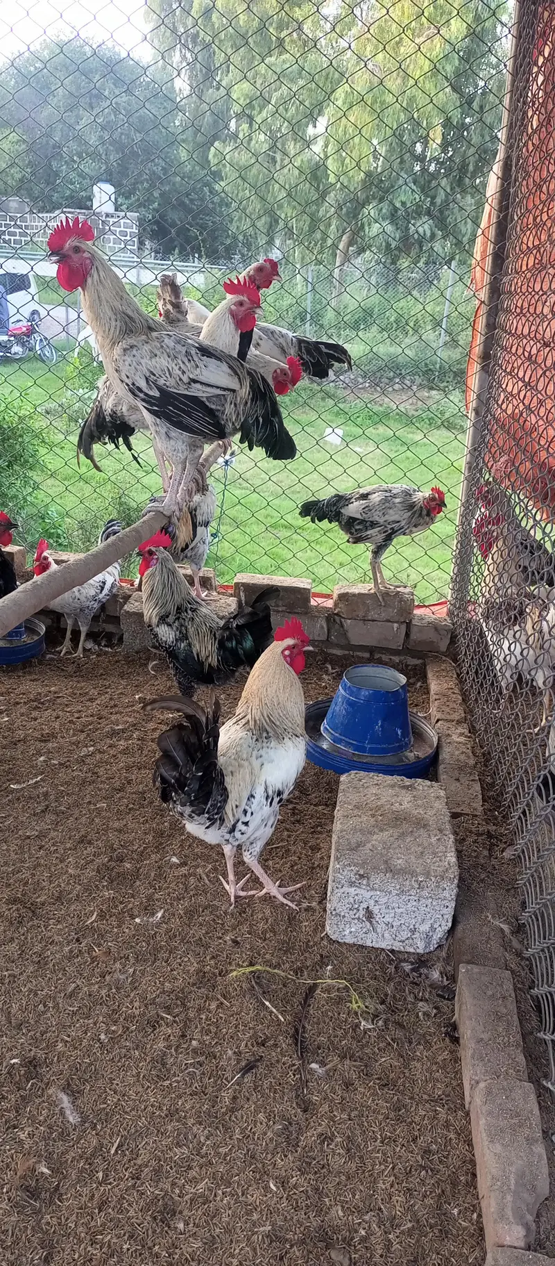 Desi Hen/ Golden Misri — photo 6