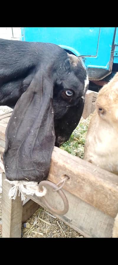 06 Dant black beetal gabban bakri 2nd timer