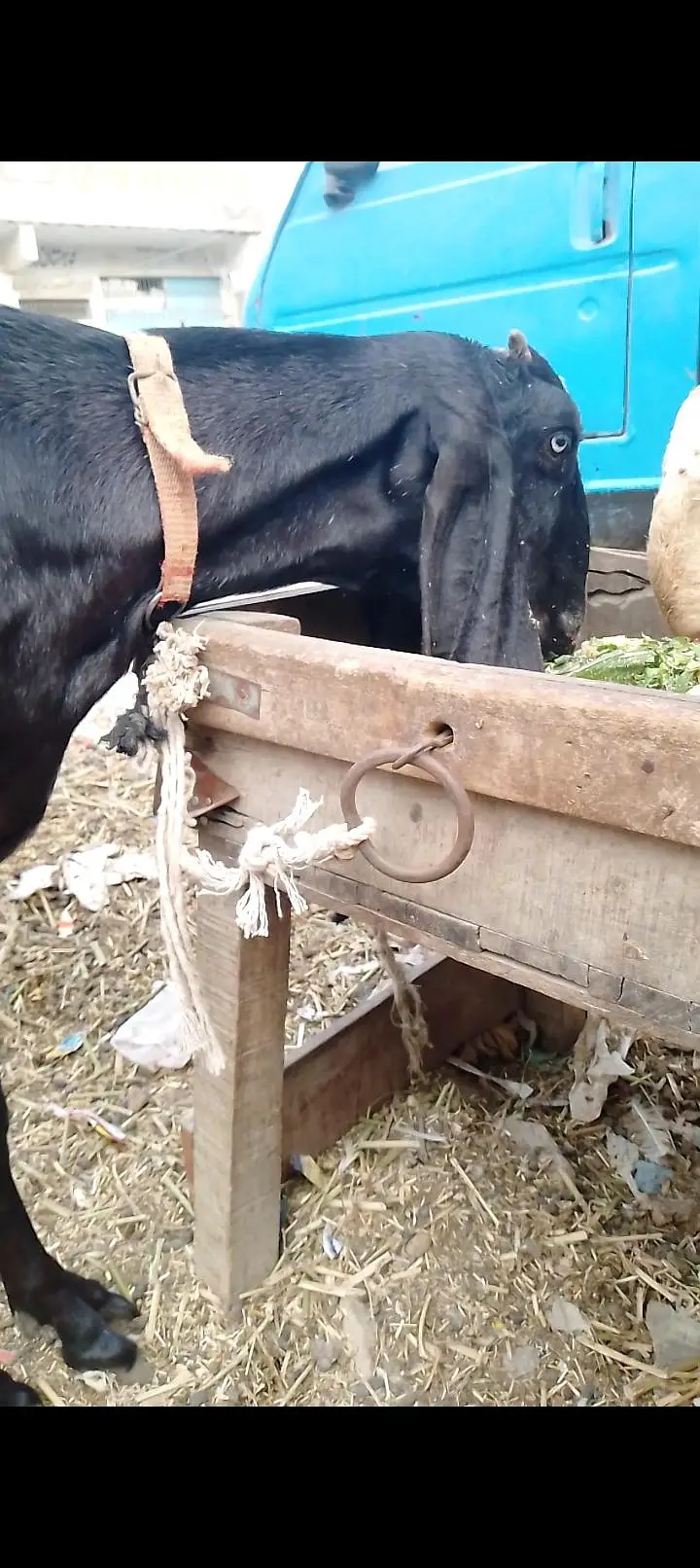 06 Dant black beetal gabban bakri 2nd timer — photo 2
