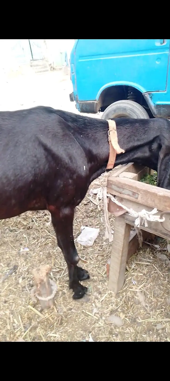 06 Dant black beetal gabban bakri 2nd timer — photo 3