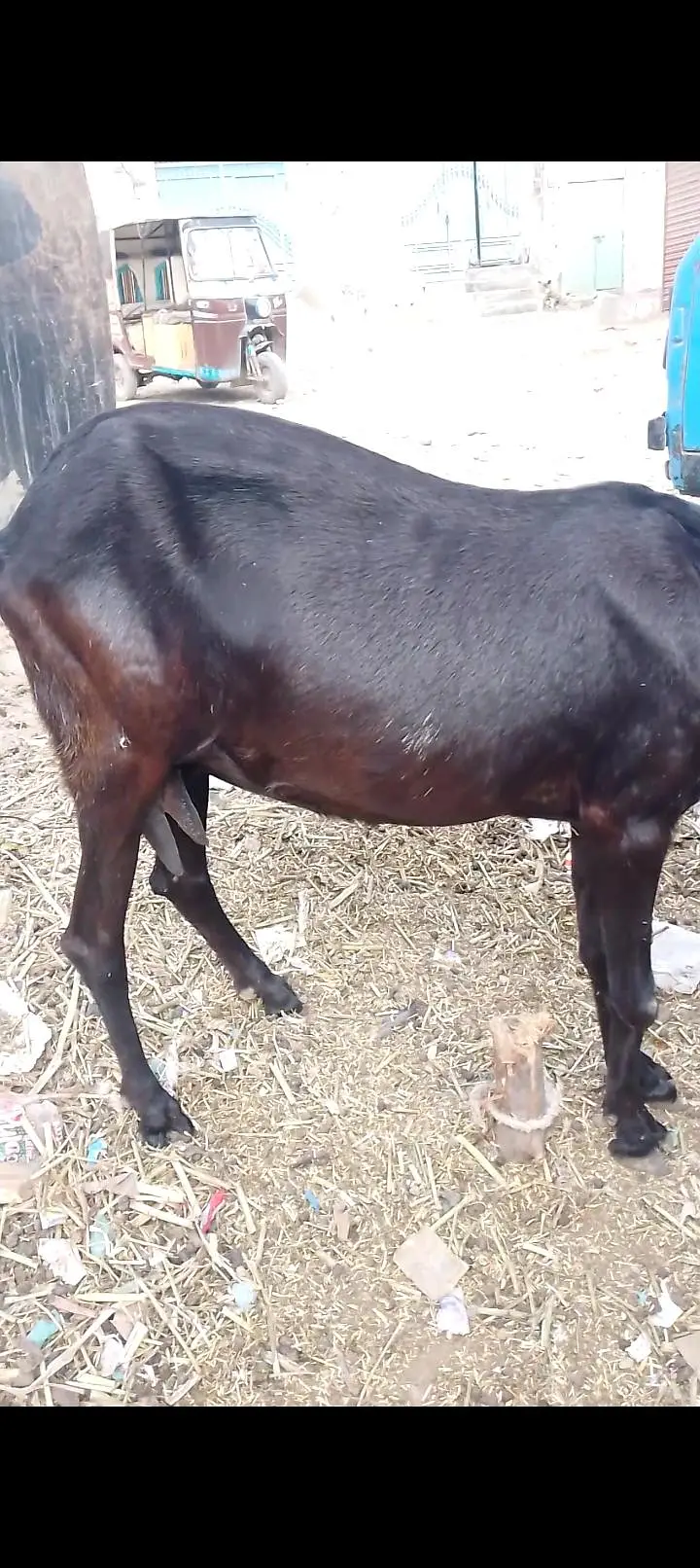 06 Dant black beetal gabban bakri 2nd timer — photo 4