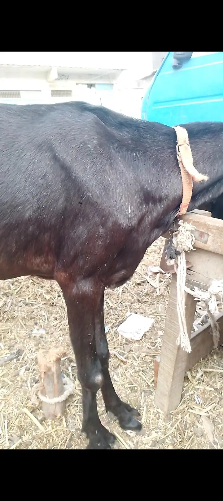 06 Dant black beetal gabban bakri 2nd timer — photo 5