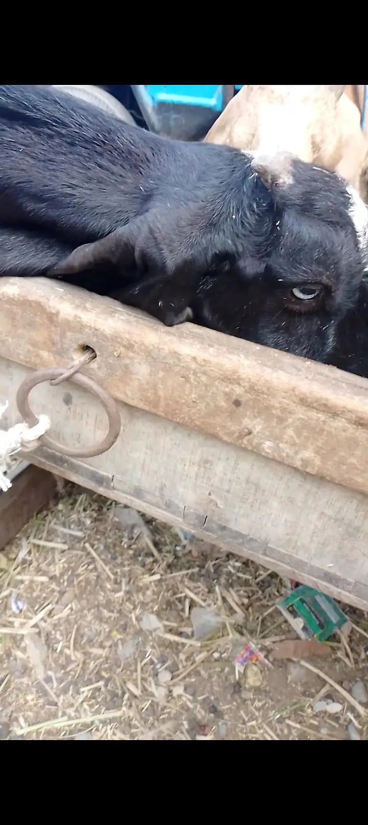 06 Dant black beetal gabban bakri 2nd timer — photo 6