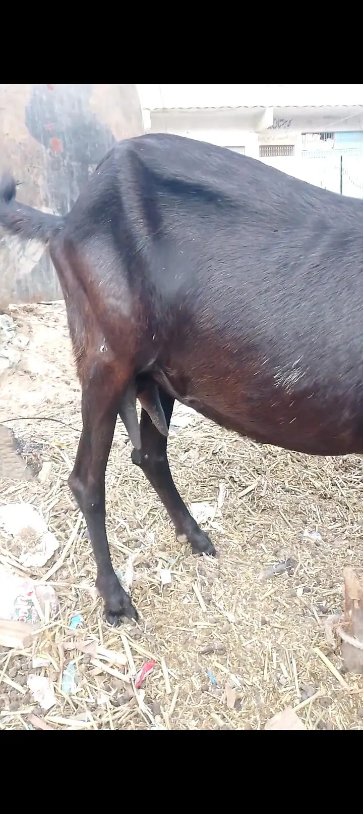 06 Dant black beetal gabban bakri 2nd timer — photo 7