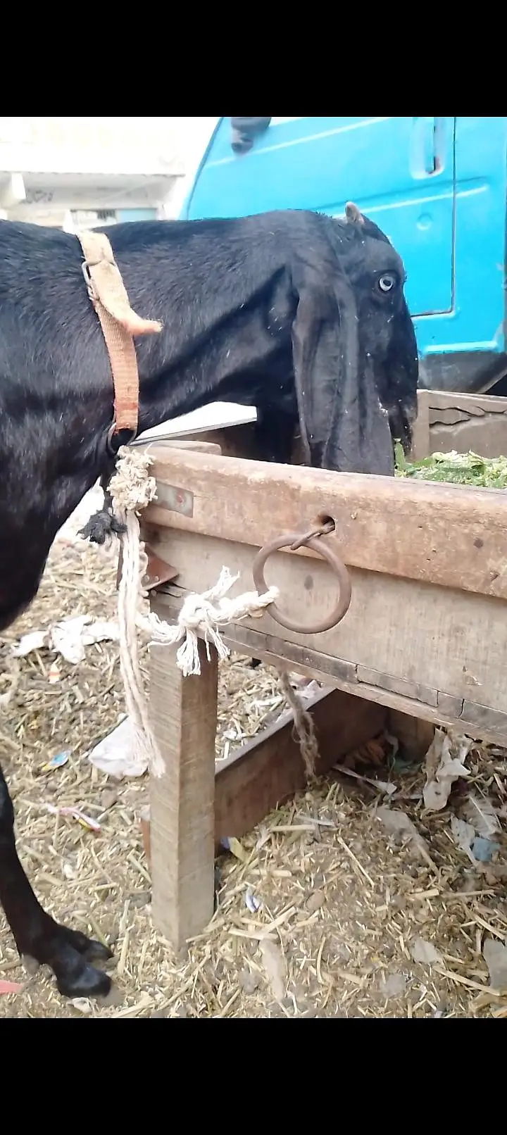 06 Dant black beetal gabban bakri 2nd timer — photo 8