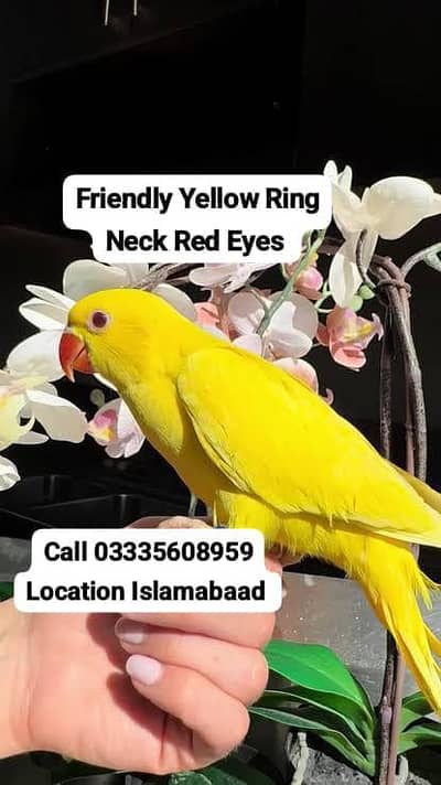 Hand Tamed Friendly Yellow Ring Neck Parrot