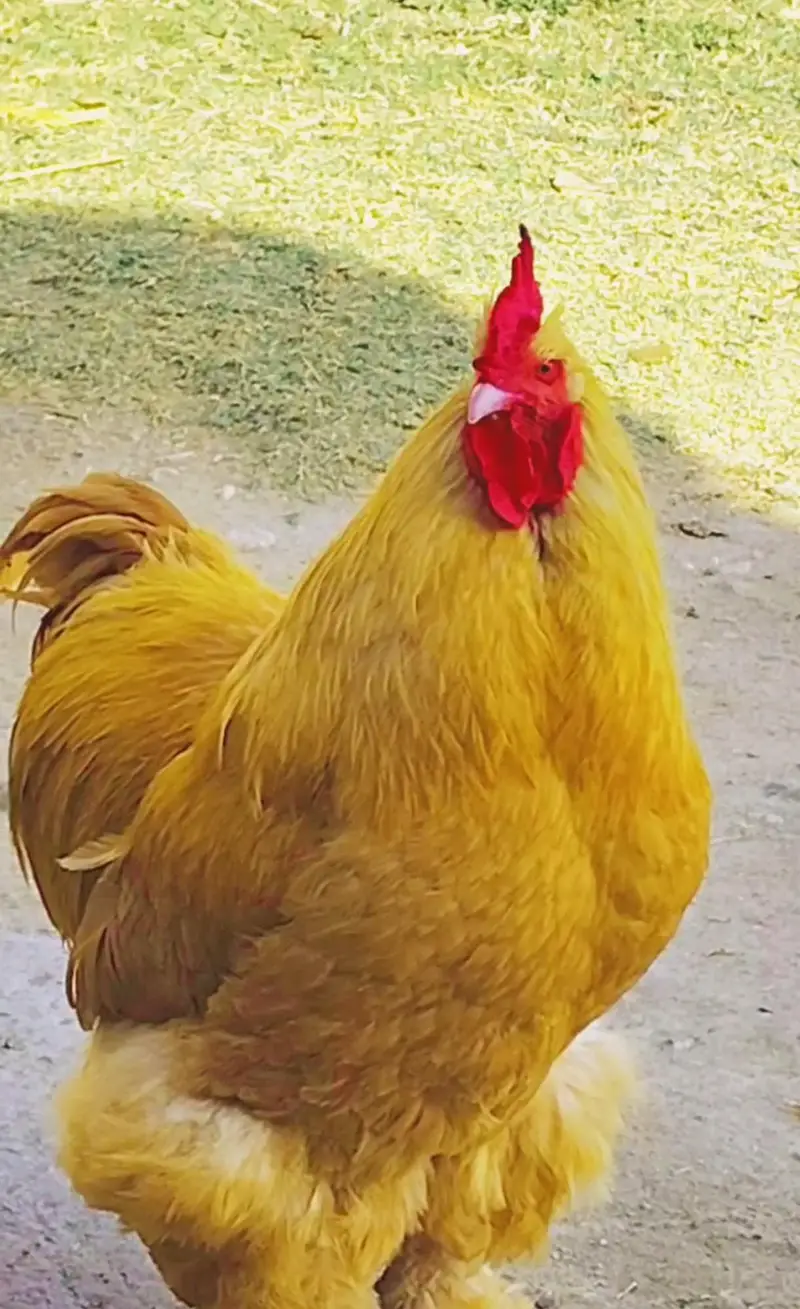 Golden heavy buff egg for sale in low price — photo 2
