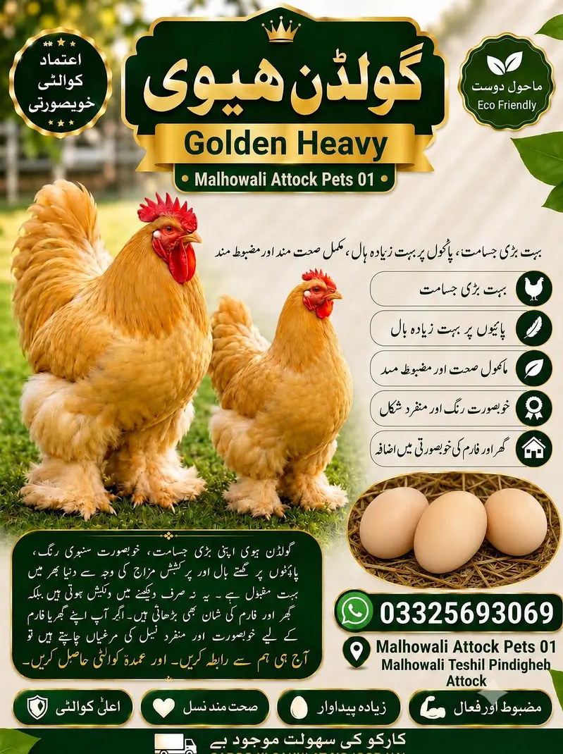 Golden heavy buff egg for sale in low price — photo 4