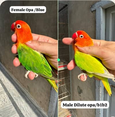 Breeder Lovebird Parblue Opaline blue dilute albino Palefallow