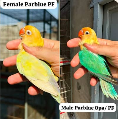 Breeder Lovebird Parblue Opaline blue dilute albino Palefallow