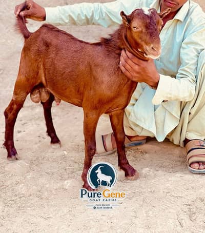 Laal nukhra tedda male age 8 months