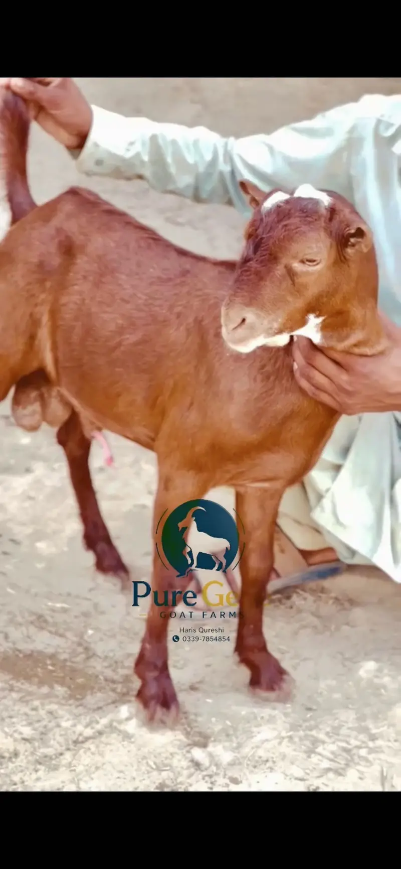 Laal nukhra tedda male age 8 months — photo 2