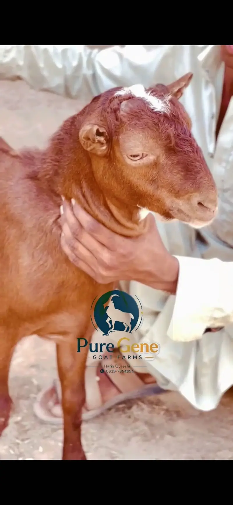 Laal nukhra tedda male age 8 months — photo 3