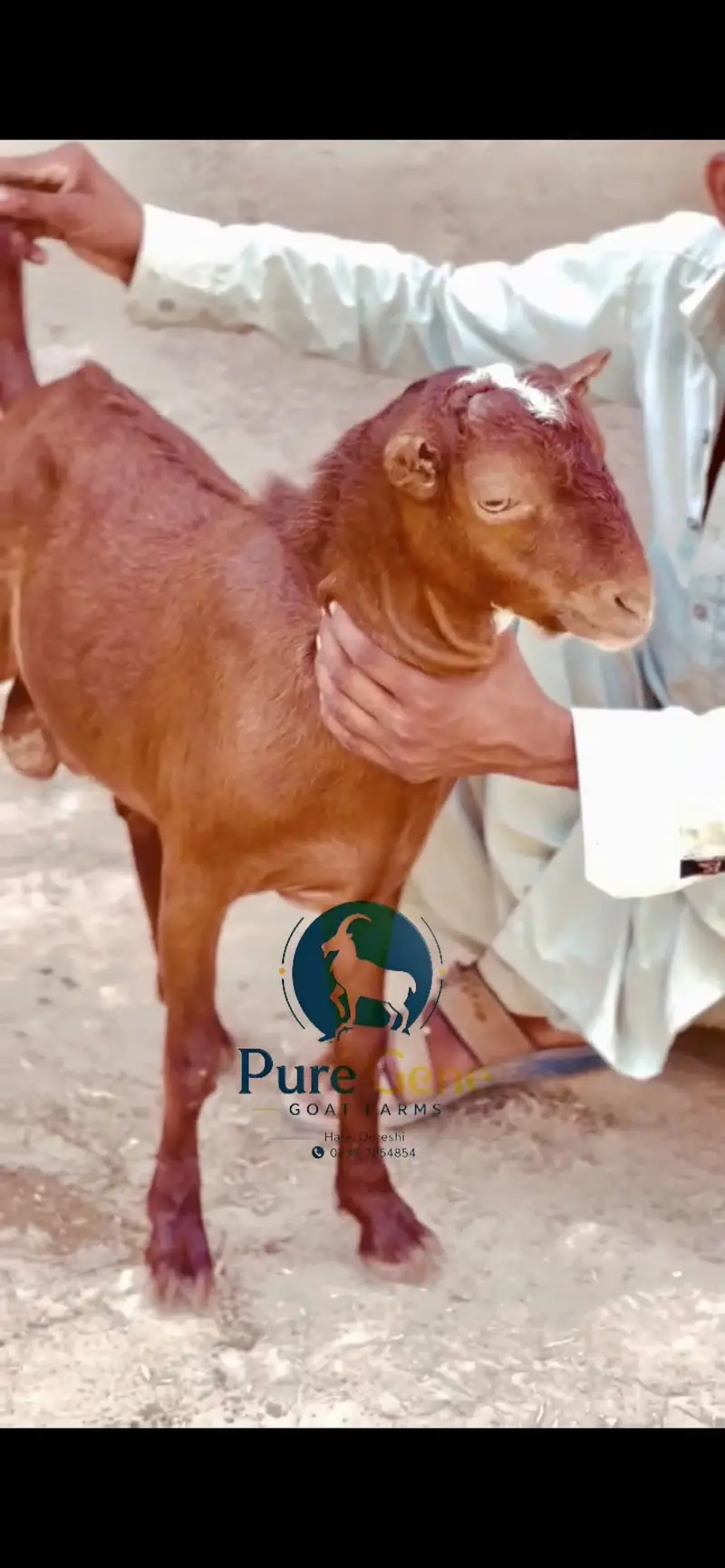 Laal nukhra tedda male age 8 months — photo 4