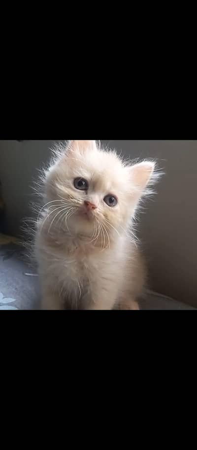 Persian kittens and breeder Female cat