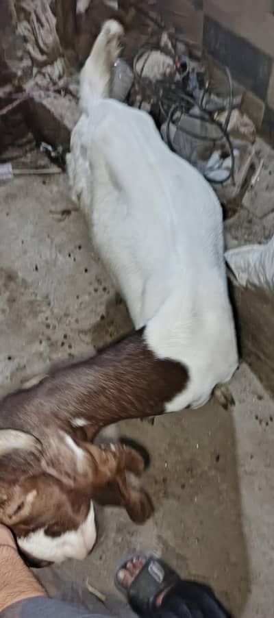 Bakri ek danto me full me or ek 4 dant hogayi hai