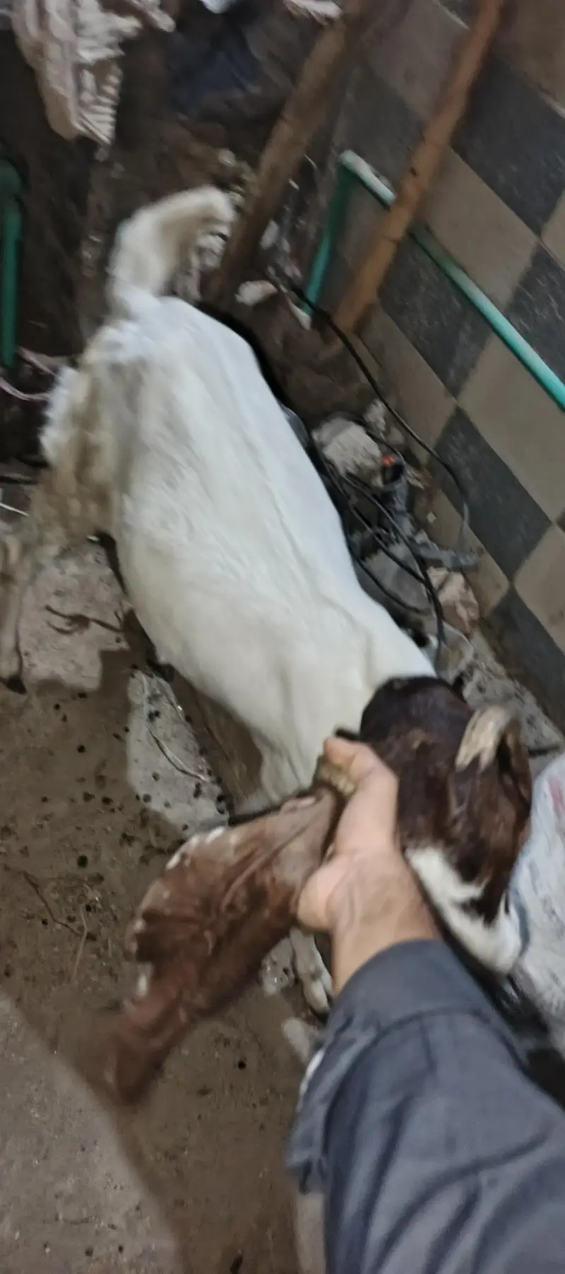 Bakri ek danto me full me or ek 4 dant hogayi hai — photo 2