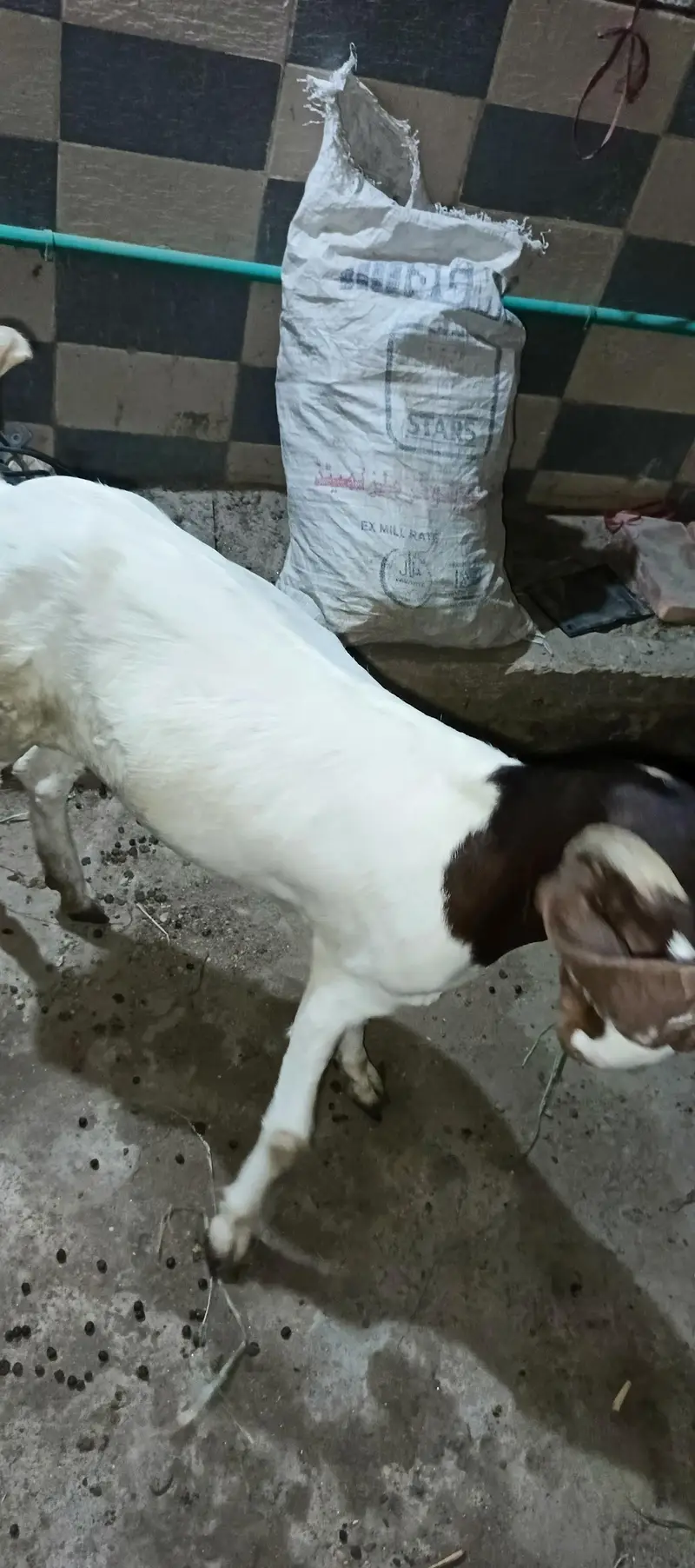 Bakri ek danto me full me or ek 4 dant hogayi hai — photo 3
