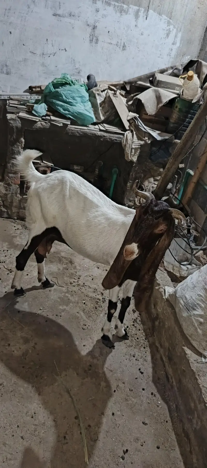Bakri ek danto me full me or ek 4 dant hogayi hai — photo 4