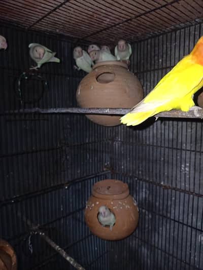 albino split red eyes breeder pair 03211431928 WhatsApp