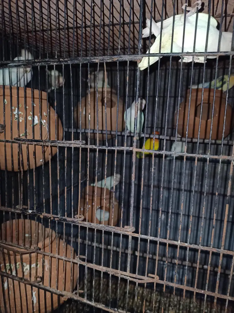 albino split red eyes breeder pair 03211431928 WhatsApp — photo 2