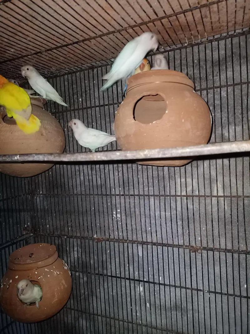 albino split red eyes breeder pair 03211431928 WhatsApp — photo 3