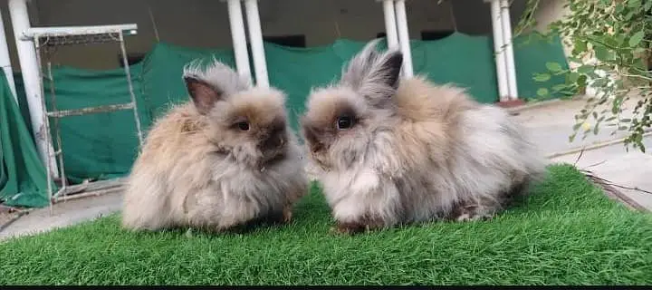 imported teddy bear dwarf female