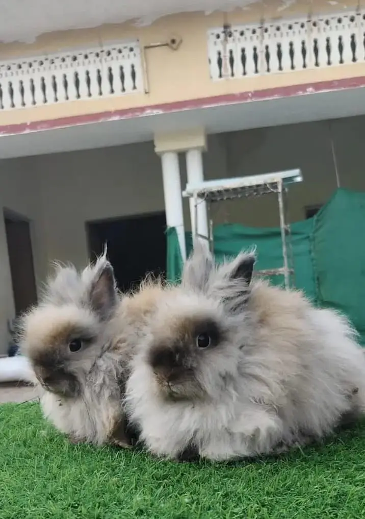 imported teddy bear dwarf female — photo 2