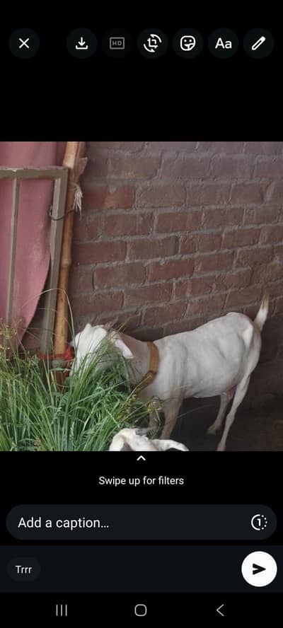 Goats