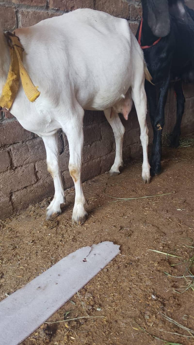 Goats 1