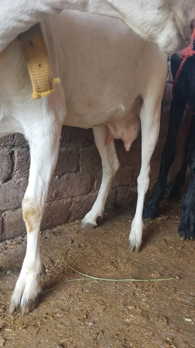 Goats — photo 3