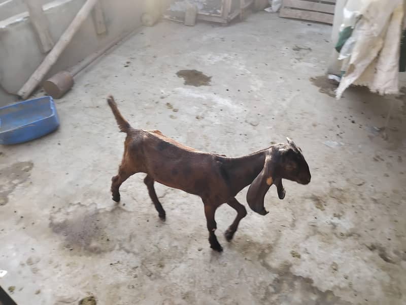Goats 4