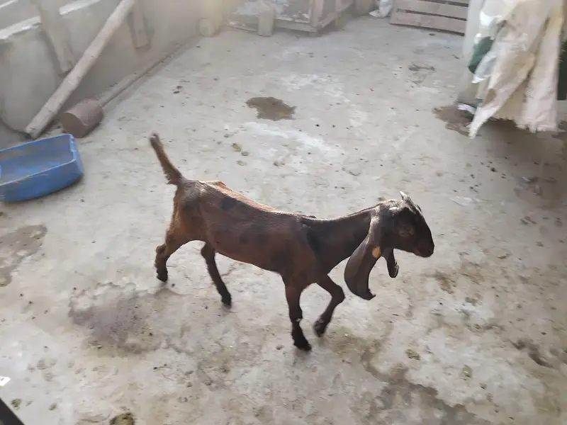 Goats — photo 5