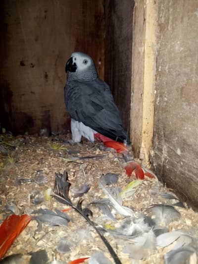Grey parrot pair yellow ring pairs available