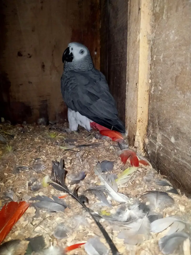 Grey parrot pair yellow ring pairs available — photo 2