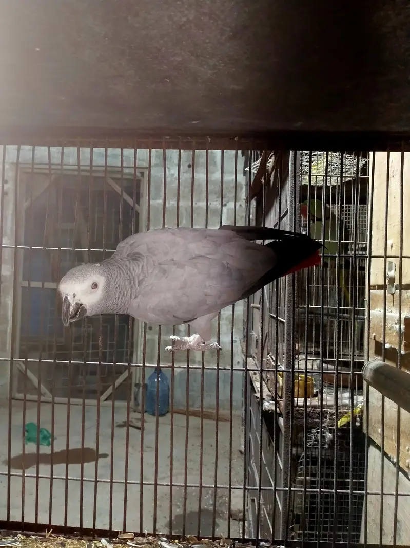 Grey parrot pair yellow ring pairs available — photo 3