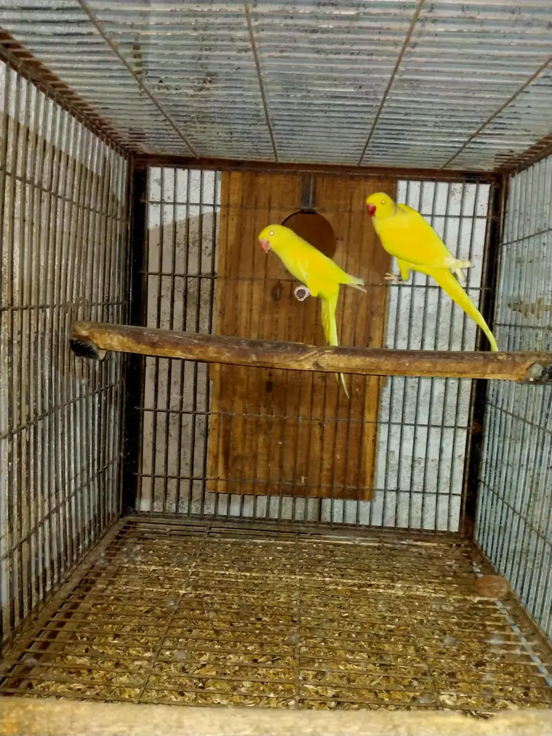 Grey parrot pair yellow ring pairs available — photo 5