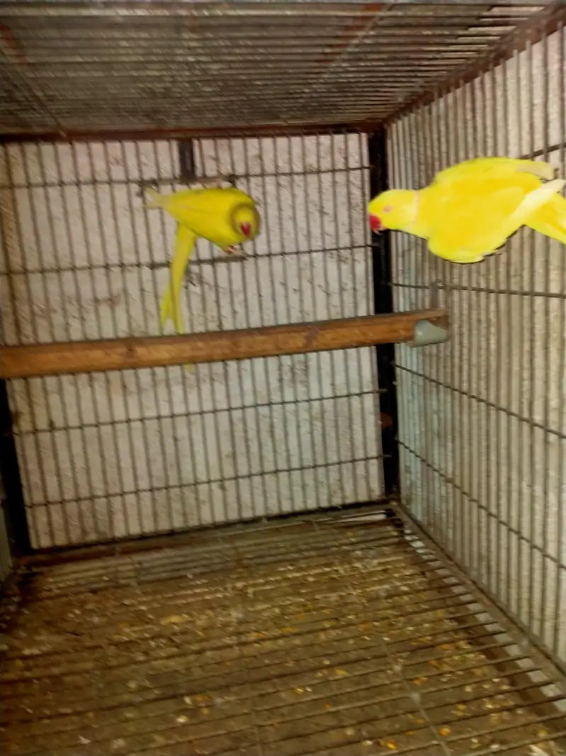 Grey parrot pair yellow ring pairs available — photo 6