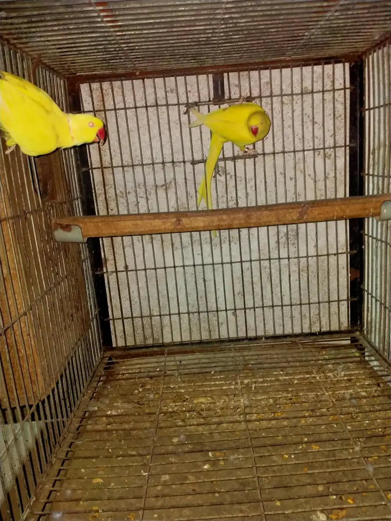 Grey parrot pair yellow ring pairs available — photo 7