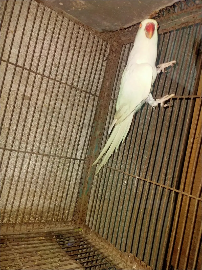 Grey parrot pair yellow ring pairs available — photo 8