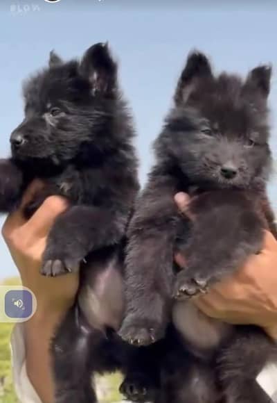 Black German Shepherd long coat male female for sale