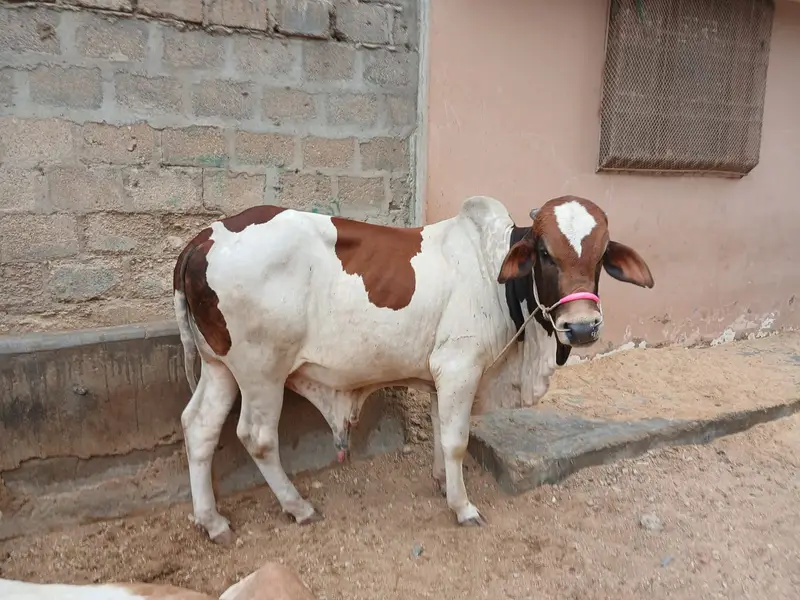 Bachray for sale — photo 7