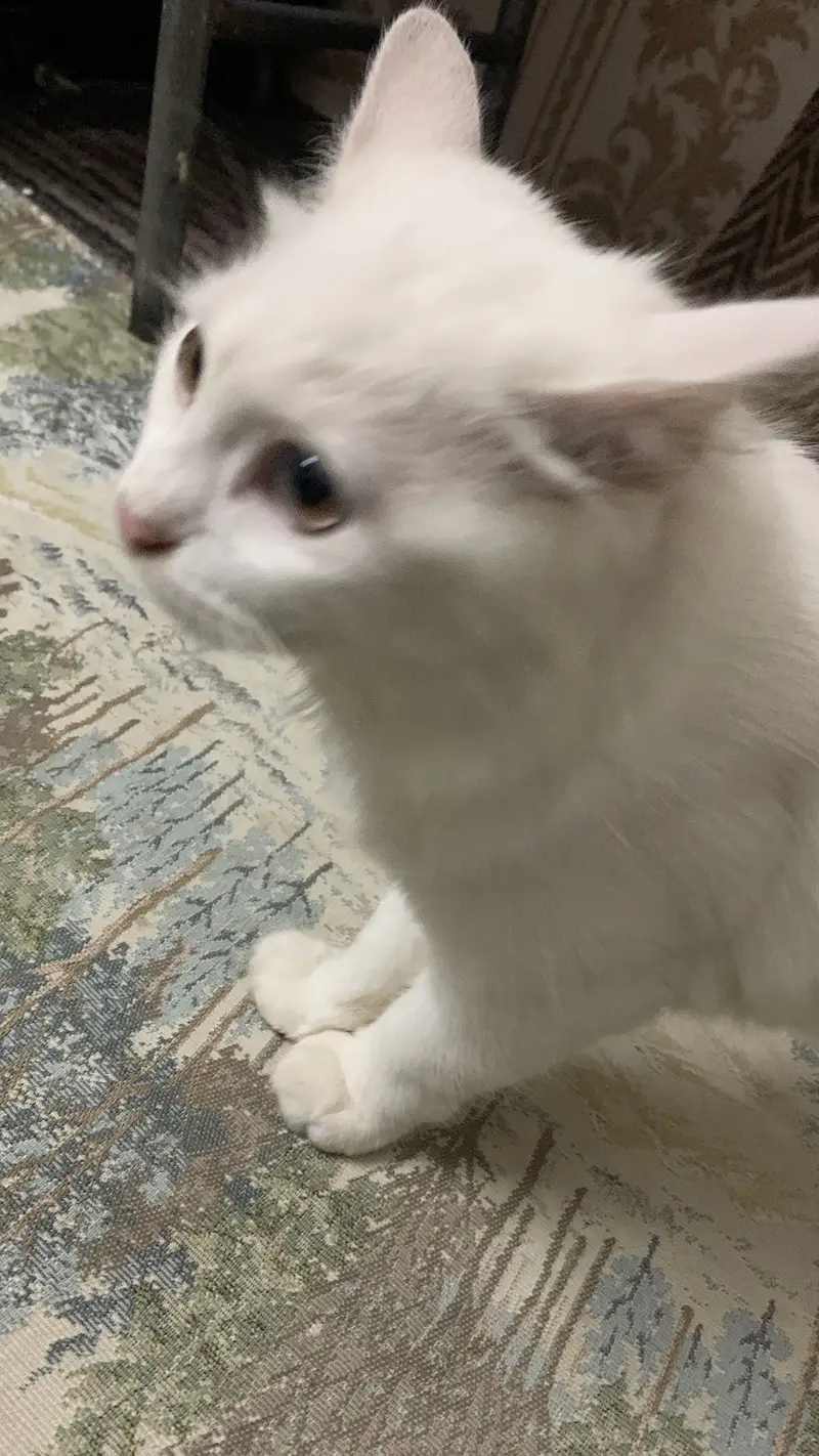 parsian cat — photo 3