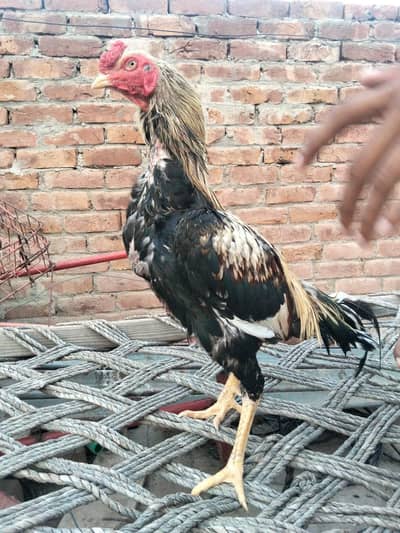 Aseel mianwali