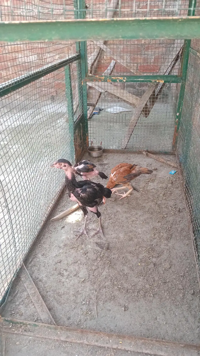 aseel sindi and thai — photo 7