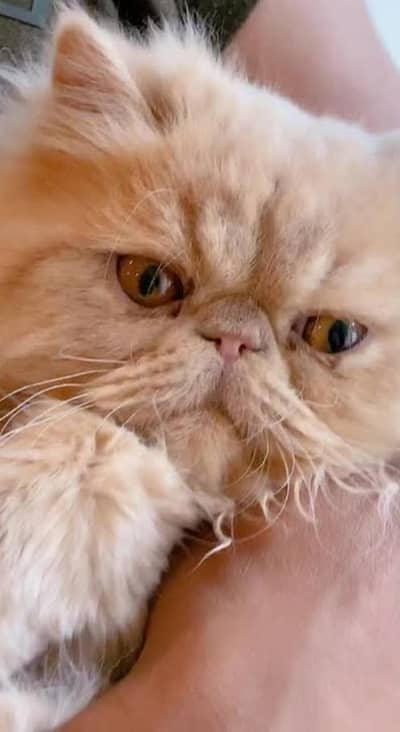 extremely piki face